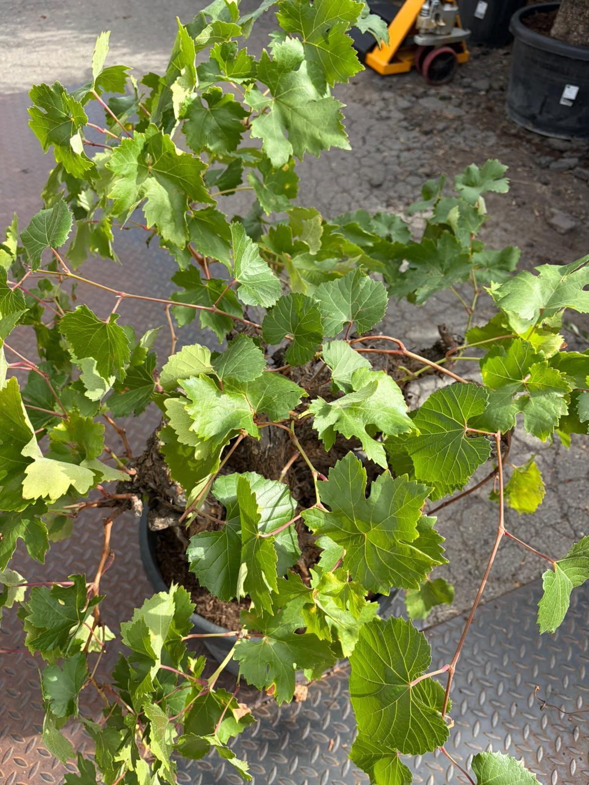 Vinná réva, 30-40cm