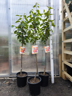 Kaki, odr. "Sharoni", obv. 5-6 cm