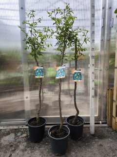 Ziziphus jujuba, odrůda Li