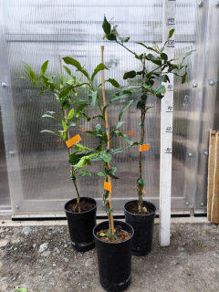 Kafrová limetka, 90-100 cm