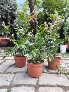 Kalistemon (Štětkovec) 50-80 cm