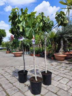 Fíkovník "Brown Turkey" MRAZUVZDORNÝ, obv. 8-9 cm