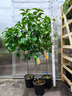 Citrus paradisi - grep, obv. 5-7 cm