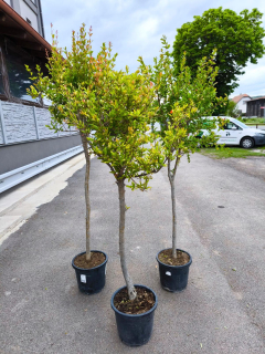 Granátové jablko, var. "Wonderfull", 200-220 cm, obv. 10-12 cm