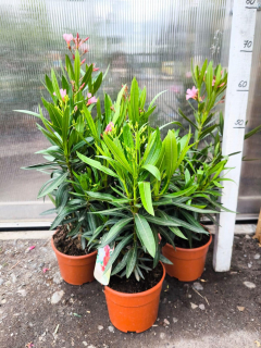 Oleandr, 60-70 cm, 3-BAREVNÝ MIX