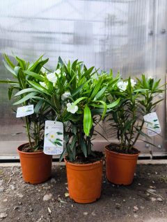 Oleandr, 45-55 cm, bílý