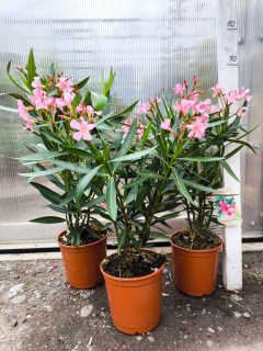 Oleandr, 45-55 cm, sv. růžový