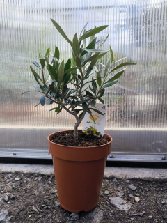 Olivovník, 35-45 cm