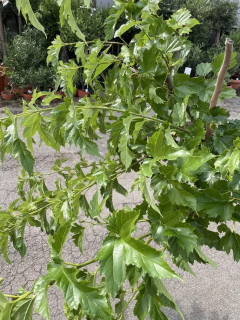 Okrasná (neplodící) moruše, 290-300 cm