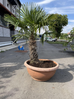 Trachycarpus fortunei, 170-175 cm, TERASOVÁ NÁDOBA