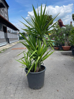 Juka elephantipes, 180-185 cm