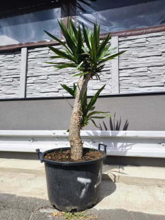 Juka elephantipes, 175-180 cm