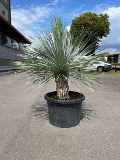 Juka rostrata, 125-130 cm (-20°C)