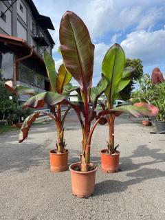 Banánovník Musa ensete ventricosum ''Maurelii''