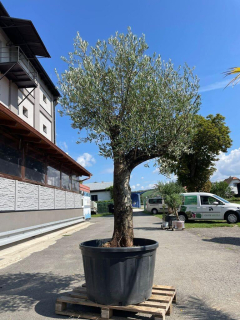 Olivovník, výška 270-280 cm