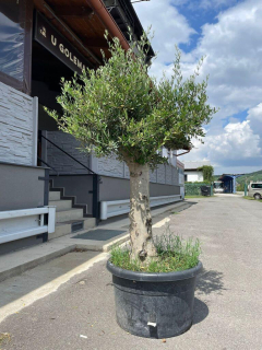 Olivovník, obv. 40-43 cm