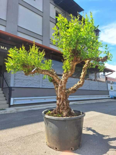 Granátové jablko, výška 230-240 cm