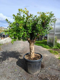 Granátové jablko, výška 160-170 cm