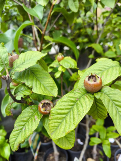 Mišpule, var. "Dutch"