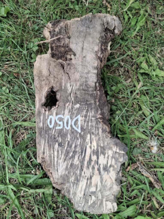 D050 Olivový odřezek 20x8x6 cm
