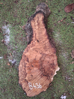 B436 Olivové dřevo 52x14x4,5 cm
