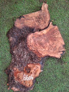 B604 Olivové dřevo 52x20x4,5 cm