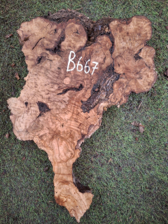 B667 Olivové dřevo 31x20x4,5 cm