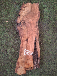 B737 Olivové dřevo 39x11x4,5 cm