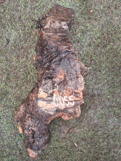 O055 Olivový odřezek 2,50 kg