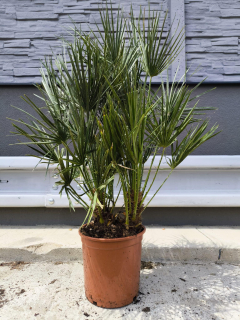 Chamaerops humilis, 110-120 cm