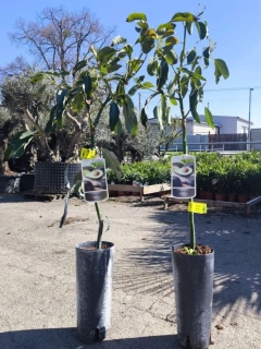 Avokádo, 110-120 cm, odrůda "Hass"