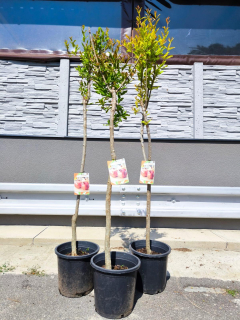 Granátové jablko, var. "Fina Tendral", obv. 7-8 cm