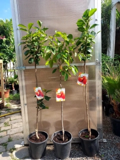 Kaki, odr. "Rojo brillante", obv. 4-6 cm