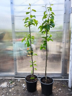 Nashi, 110 cm, var. "Hosui"