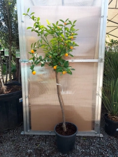 Citrus "Kalamondin", 140 cm, obv. 6-8 cm