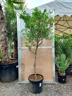 Granátové jablko, 160-190 cm, obv. 12-14 cm