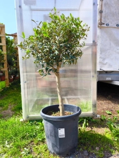 Olivovník evrop., 130-160 cm, obv. 13-14 cm