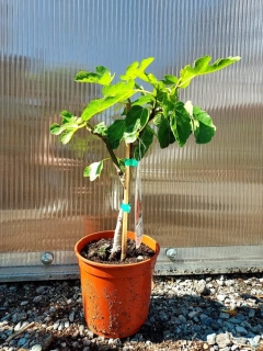 Fíkovník "Brown Turkey" MRAZUVZDORNÝ, 35-40 cm