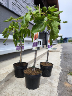 Fíkovník "Brown Turkey" MRAZUVZDORNÝ, 60-80 cm