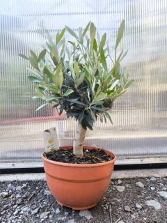 Olivovník, 35-45 cm, misky 20 cm