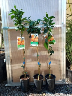 Citrus sinensis - pomeranč, 120-140 cm