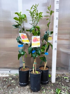 Citrus paradisi - grep, 100-110 cm