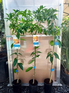 Citrus clementina - mandarinka "klementina", 120-140 cm