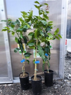 Citrus limon - citron, 90-120 cm