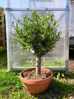 Olivovník, 75-85 cm, misky 38 cm