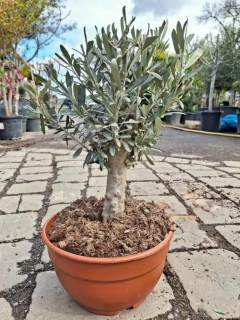 Olivovník, 45-55 cm, misky 25 cm