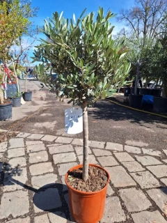 Olivovník evrop., 100-110 cm, obv. 8-10 cm