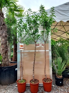 Mandloň obecná, 160-170 cm, obv. 7-9 cm