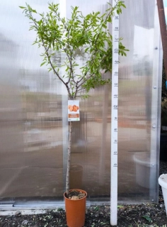 Mandloň obecná, 180-200 cm, obv. 5-6 cm