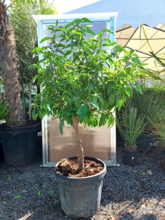 Citrus reticulata - mandarinka, 45 L, obv. 12 cm